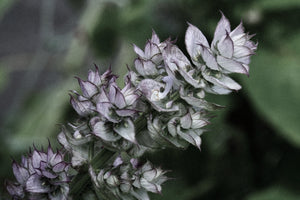 Ingredient Spotlight: Clary Sage | Support for stress, hormones, and self-awareness in midlife
