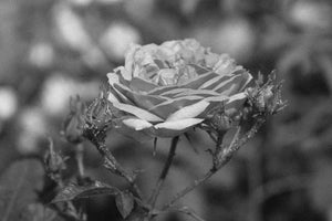Rose: A Flower for Women’s Balance